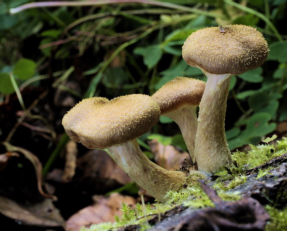 podpňovka obyčajná Armillaria mellea (Vahl) P. Kumm.