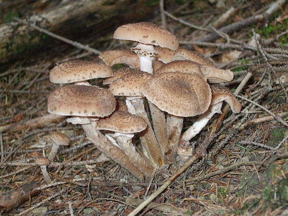 podpňovka tmavá Armillaria ostoyae (Romagn.) Herink