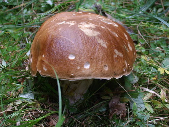 hríb smrekový Boletus edulis Bull.