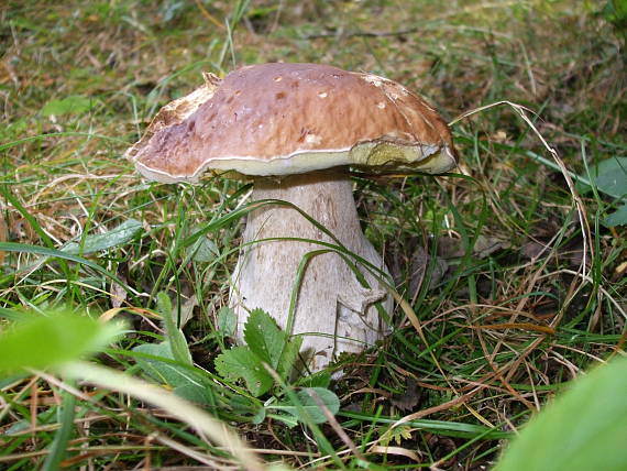 hríb smrekový Boletus edulis Bull.