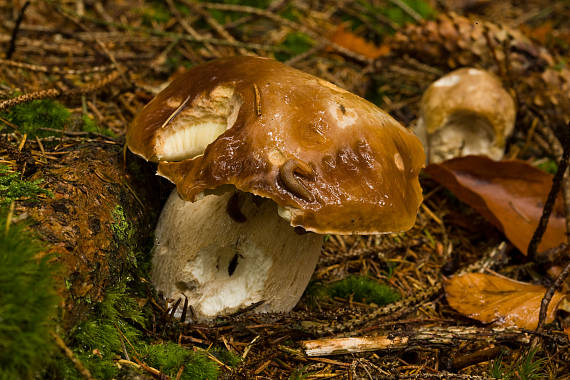 hřib smrkový Boletus edulis Bull.