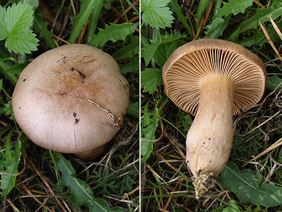 sliziak lepkavý Chroogomphus rutilus (Schaeff.) O.K. Mill.