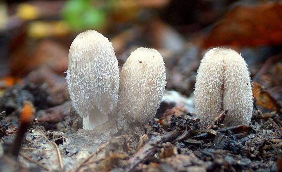 hnojník chlpatý Coprinopsis lagopus (Fr.) Redhead, Vilgalys & Moncalvo