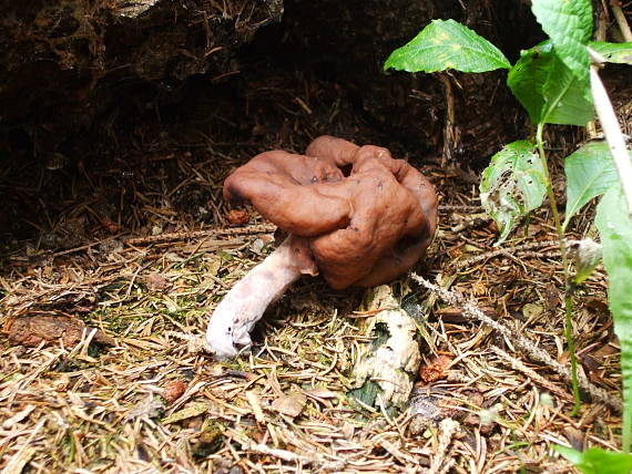 ušiak mitrovitý Gyromitra infula (Schaeff.) Quél.