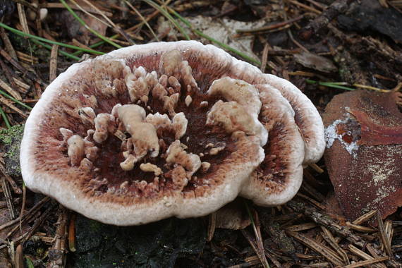 jelenkovka výrastková Hydnellum scrobiculatum (Fr.) P. Karst.