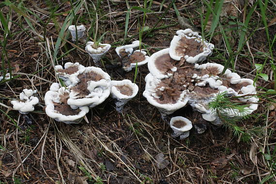 jelenkovka voňavá Hydnellum suaveolens (Scop.) P. Karst.