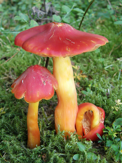 lúčnica granátovočervená Hygrocybe punicea (Fr.) P. Kumm.