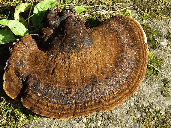 láziochlena obyčajná Ischnoderma benzoinum (Wahlenb.) P. Karst.