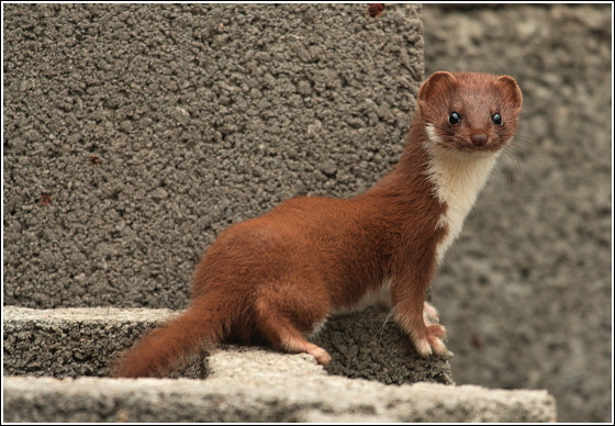 lasica myšožravá Mustela nivalis