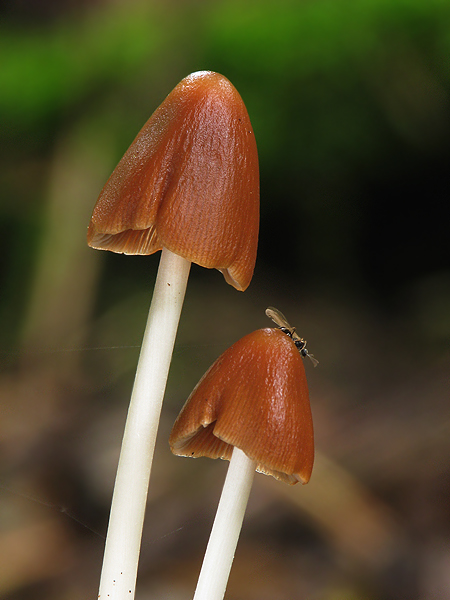 drobuľka veľká Parasola conopilus (Fr.) Örstadius & E. Larss.