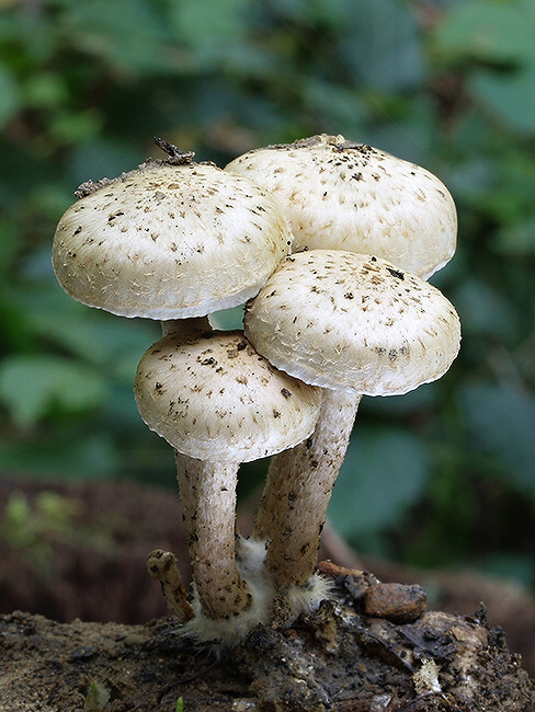 šupinovka gumová Pholiota gummosa (Lasch) Singer