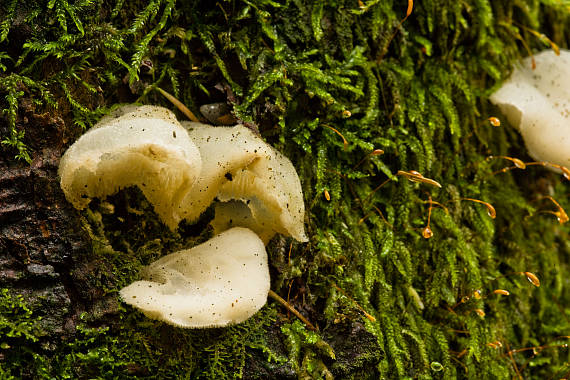 rosolozub huspenitý Pseudohydnum gelatinosum (Scop.) P. Karst.