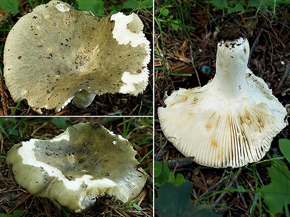 plávka Russula sp.