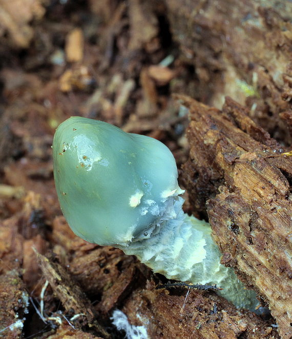 golierovka zelenkastá Stropharia aeruginosa (Curtis) Quél.