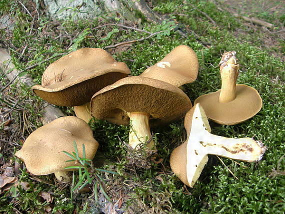 masliak strakatý Suillus variegatus (Sw.) Kuntze