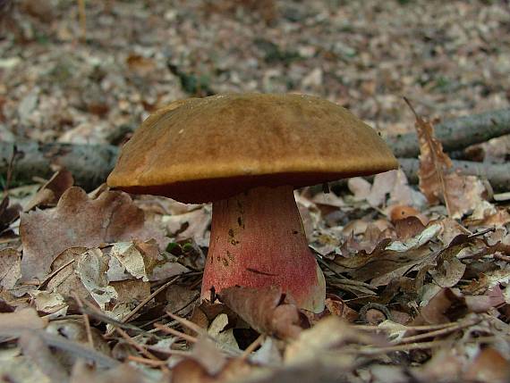 hríb zrnitohlúbikový Sutorius luridiformis (Rostk.) G. Wu & Zhu L. Yang