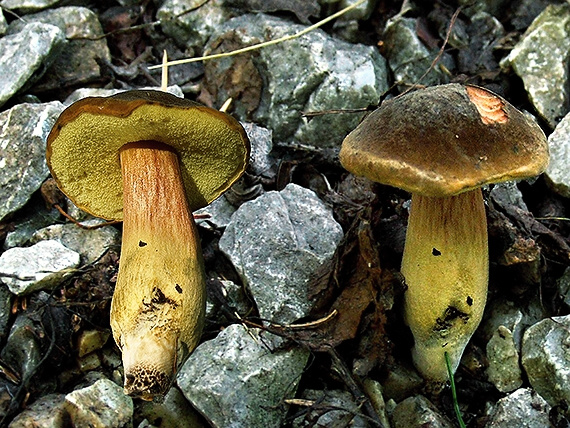 suchohríb červenohnedý Xerocomus ferrugineus (Kuntze) Singer