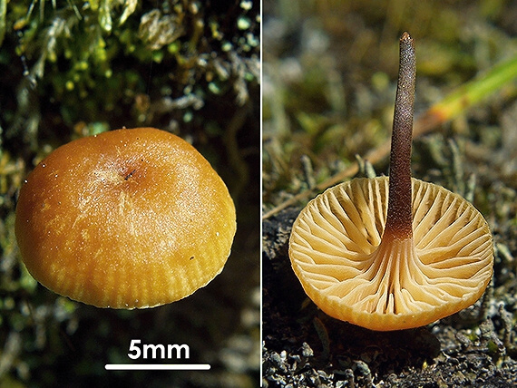 tanečnička zvončekovitá Xeromphalina campanella (Batsch) Maire