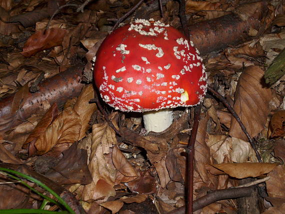 muchotrávka červená Amanita muscaria (L.) Lam.