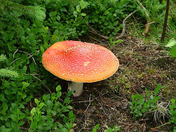 muchotrávka červená Amanita muscaria (L.) Lam.