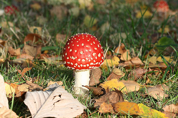 muchotrávka červená Amanita muscaria (L.) Lam.