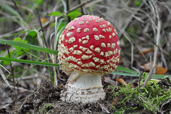 muchotrávka červená Amanita muscaria (L.) Lam.