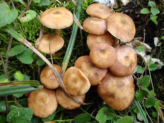 podpňovka obyčajná Armillaria mellea (Vahl) P. Kumm.