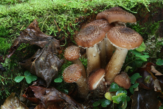 podpňovka tmavá Armillaria ostoyae (Romagn.) Herink