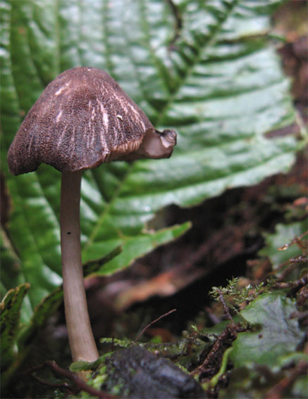 bazídiové huby Basidiomycota div.