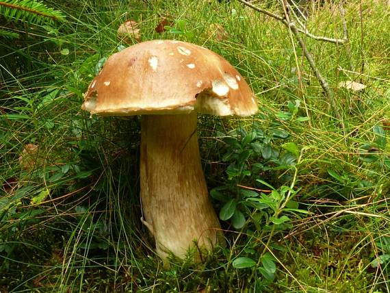 hřib smrkový - Hríb smrekový Boletus edulis  Bull.