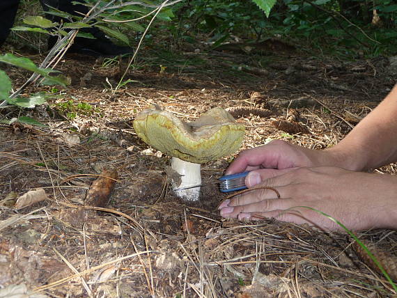 hríb smrekový Boletus edulis Bull. ex Fr.