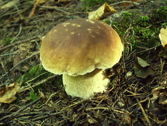 hríb smrekový Boletus edulis Bull.