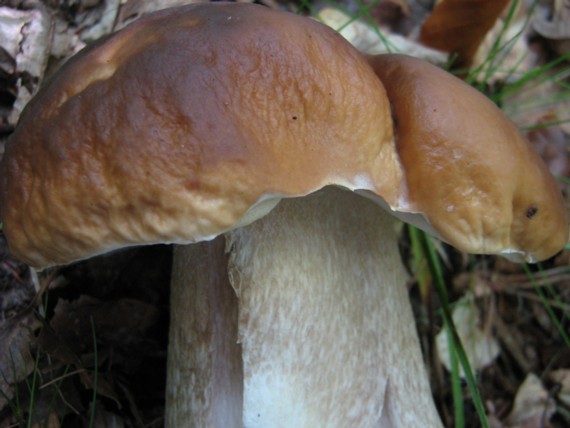 hríb smrekový Boletus edulis Bull.