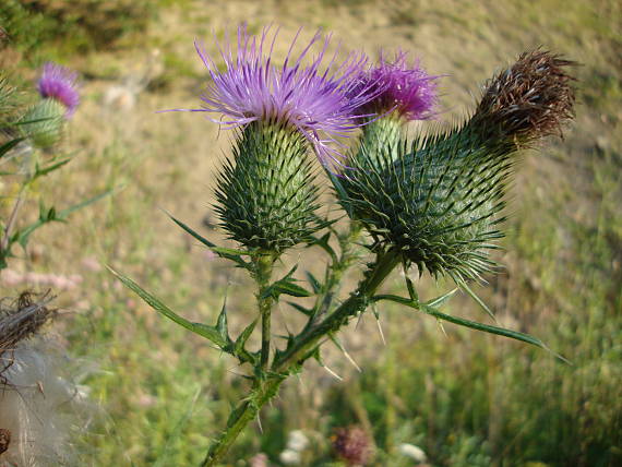 pichliač obyčajný Cirsium vulgare (Savi) Ten.