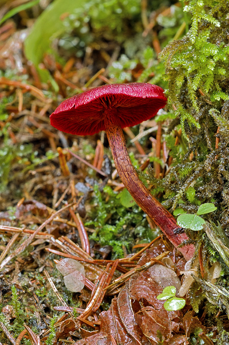 pavučinovec krvavý Cortinarius sanguineus (Wulfen) Fr.