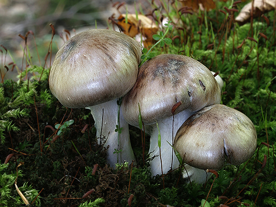 pavučinovec zväzkovitý Cortinarius urbicus (Fr.) Fr.