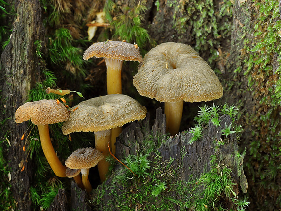 kuriatko lievikovité Craterellus tubaeformis (Fr.) Quél.