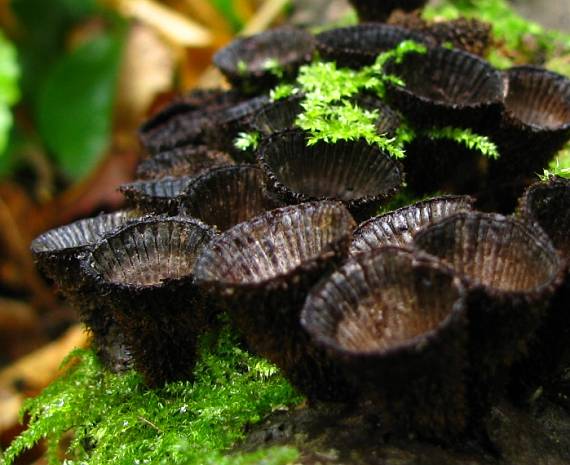 čiaškovec pásikavý Cyathus striatus (Huds.) Willd.