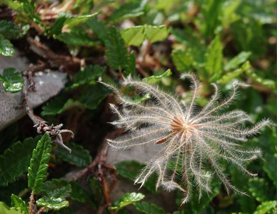 dryádka osemlupienková Dryas octopetala L.