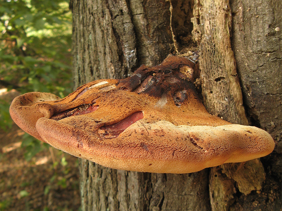 pečeňovec dubový Fistulina hepatica (Schaeff.) With.