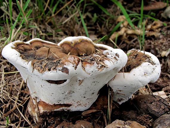 lesklokôrovka plochá-leskokorka lesklá Ganoderma applanatum (Pers.) Pat.