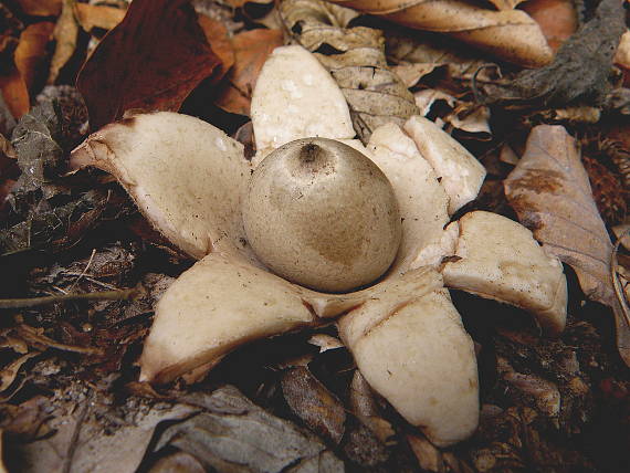 hviezdovka trojitá Geastrum triplex Jungh.