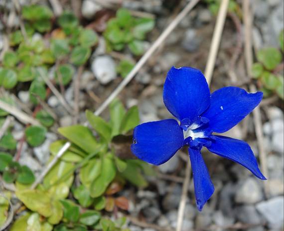 horec jarný Gentiana verna L.