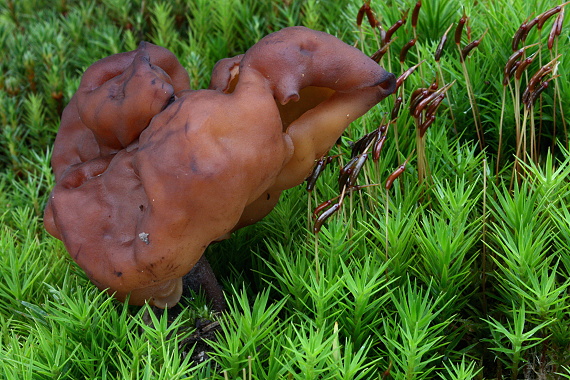 ušiak mitrovitý Gyromitra infula (Schaeff.) Quél.