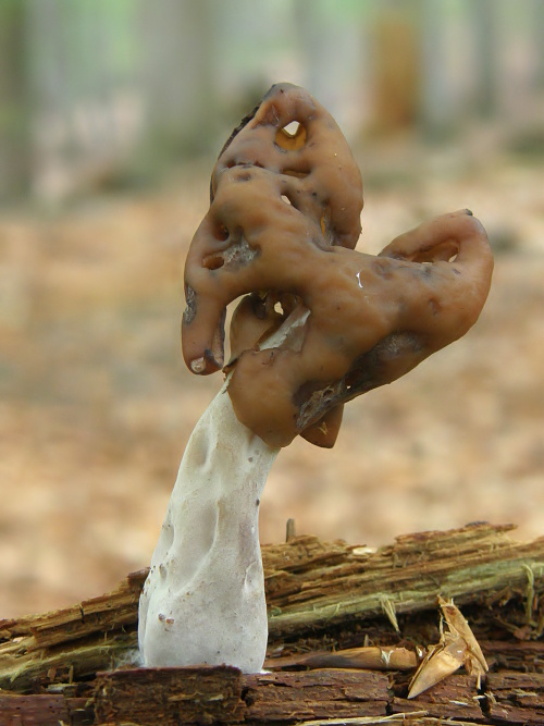 ušiak mitrovitý Gyromitra infula (Schaeff.) Quél.