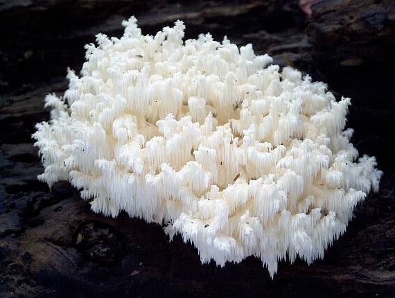 koralovec bukový Hericium coralloides (Scop.) Pers.