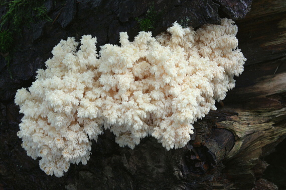 koralovec bukový Hericium coralloides (Scop.) Pers.