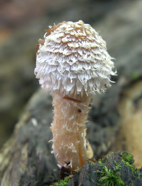 vláknica Inocybe sp.