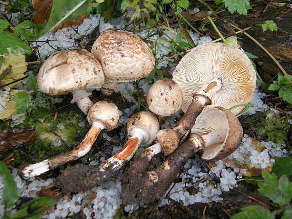 bedlica Badhamova Leucocoprinus badhamii (Berk. & Broome) Locq.