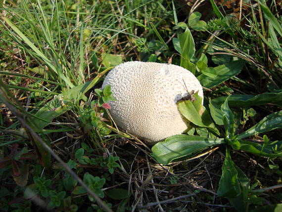 rozpadavec dlabaný Lycoperdon utriforme Bull.